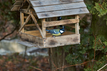 The big titmouse (lat. Parus major) flew to the bird feeder for seeds. Late autumn. November 2021.