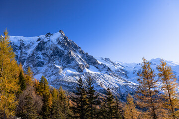 A glacier flowing down a mountain. Plants and trees in the foreground and more jagged rock formations in the background. Mont Blanc mountain range, Chamonix-Mont-Blanc, France, 2021.