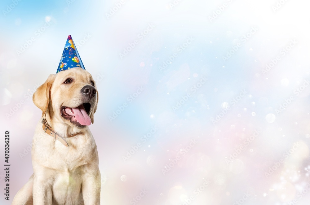 Sticker happy dog in a festive cap. pet on party