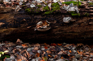 Seasonal autumn background of leaves