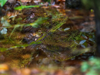 Obraz premium Moss on the tree