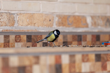 Titmouse on wooden shelf next to sunflower seeds