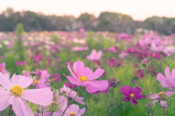 field of flowers