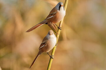 Bearded reedling - Panurus biarmicus