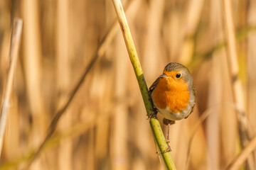 European robin - Erithacus rubecula