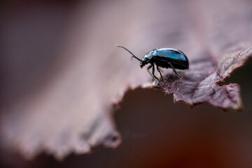 Kleiner glänzender Käfer auf rötlichem Blatt