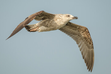 Yellow-legged gull - Larus michahellis