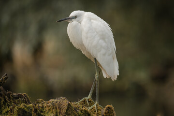 Little egret - Egretta garzetta