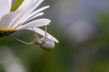 Krabbenspinne unter einer Blume