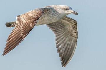 Yellow-legged gull - Larus michahellis