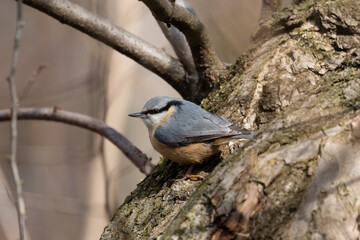 Eurasian Nuthatch, Barrel, Sitta europaea, a bird sings on a branch in the forest, a bird, a loud singing, birds singing in the forest.
