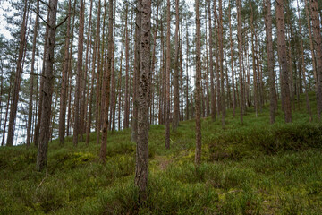 Lush green undergrowth in a pine forest