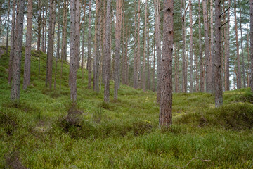 Lush green undergrowth in a pine forest