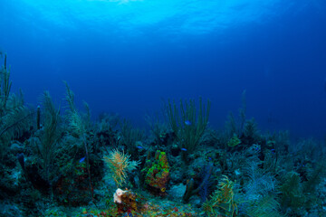 Fototapeta na wymiar scene with coral reef