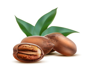 3d realistic vector icon. Pecan nuts with shell and half cut with leaves. Isolated on white.
