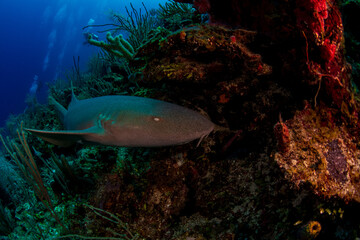 Fototapeta premium coral reef with fish