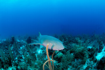 A nurse shark swimming over  coral reef