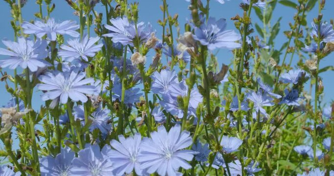 Wildflower Meadow With Blue Sky. Blue Flowers Chicory Close up. Wild Chicory Flowers on Sunny Day Against Sky, Bottom View. Beautiful Floral Landscape.