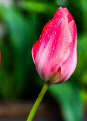 Single Pink Tulip bud with water droplets on it in green background.