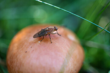 Eine Makroaufnahme eines Pilz im Wald. Essbar, giftig oder nicht genießbar?
