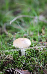 Eine Makroaufnahme eines Pilz im Wald. Essbar, giftig oder nicht genießbar?
