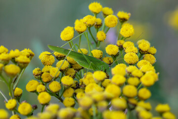 Obraz premium Ein Grashüpfer, eine Grille sitzt auf einer Pflanze. 