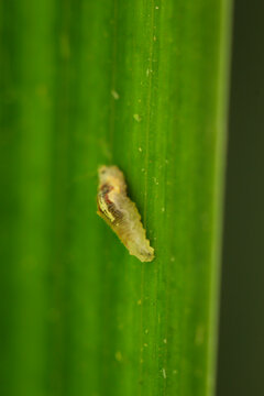 Eine Nahaufnahme einer Insektenmade auf einer Pflanze.
