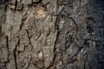 The texture of the tree bark. Tree in the park close-up. Relief texture and background.