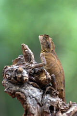 forest dragon lizard under dried leaf