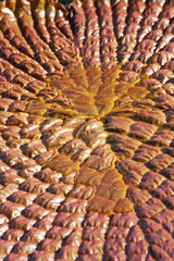 Das hochtragfähige Blatt der Riesenseerose Victoria - Nymphaeoideae