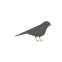 canary bird vector illustration design template