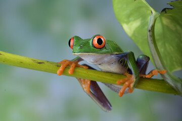 Red-eyed tree frog hanging on a tree 
