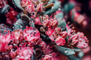 Lotus effect on pink and greenish flower