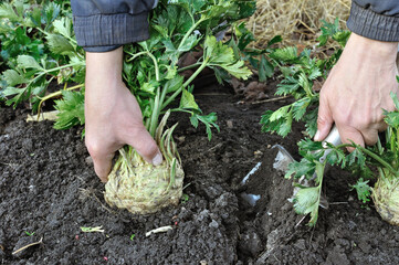 gardener harvesting ripe celery (root vegetable)  in the vegetable garden