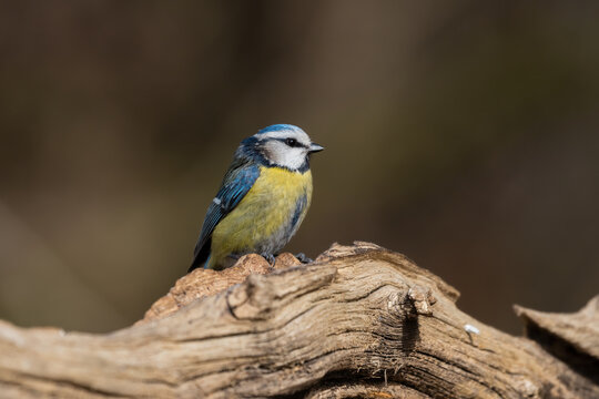 Blue tit, Cyanistes caeruleus, a bird in its natural environment, very nice yellow-blue colors. A very popular forest and city bird