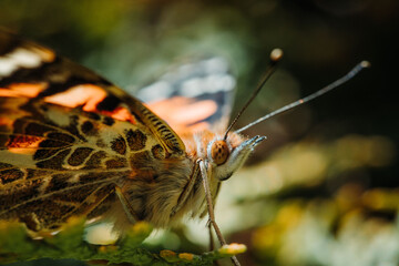 butterfly, Vanessa cardui
