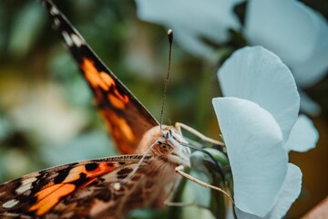 butterfly, Vanessa cardui