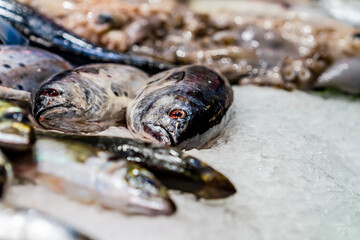 Fishmonger's store, Atlantic bonito on ice (Sarda sarda), selective approach to the eye of the fish.
