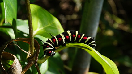 お昼寝中のオオゴマダラの幼虫