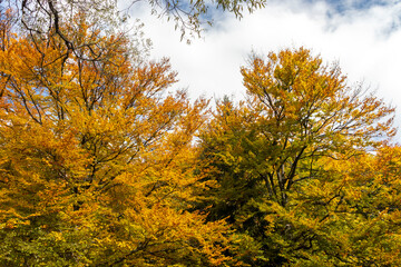 Fototapeta premium Autumn view of Vitosha Mountain, Bulgaria