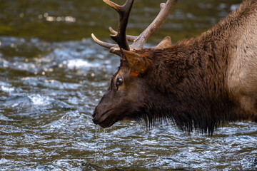 Cloes Up of Water Dripping From Bull Elk Mouth