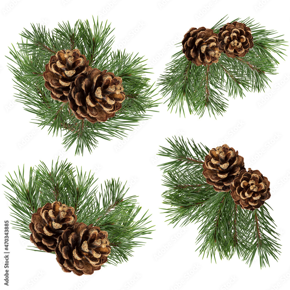 Poster set of fir branches with cones isolated on white background