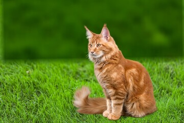 fluffy cute pet cat outdoors in the sunny green garden