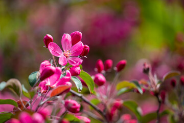 Fototapeta na wymiar Spring flowering tree.