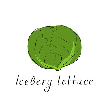 Iceberg lettuce colorful icon. Isolated object. Organic vegetable food. Vector illustration