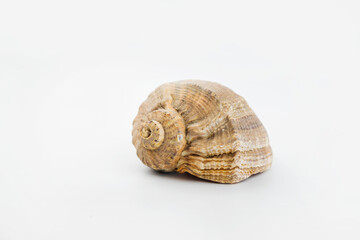 seashell on isolated white background