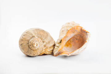 seashell on isolated white background