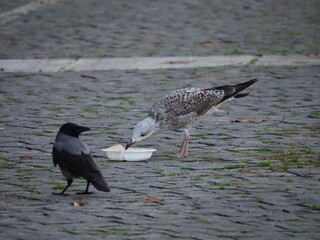 black headed gull
