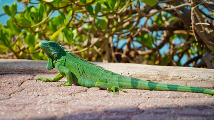 Iguana in Aruba