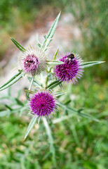Bumblebee on thistle flower. Ecology concept. Pollen collection.